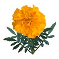 Yellow with orange flower marigold. Vector illustration.